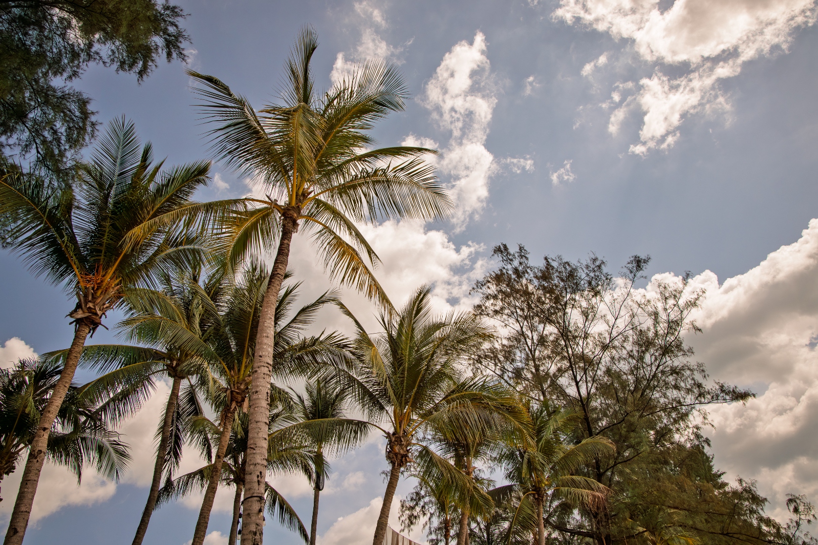 Coconut palm canopy silhouetted against blue sky and white clouds, tropical Thailand — nature photography by Samuel John Ford
